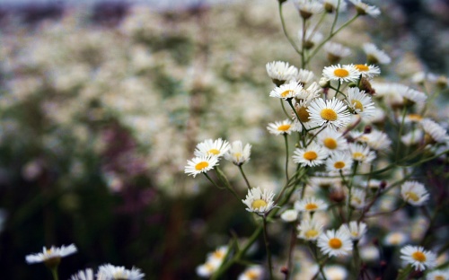Floral wallpapers 191 (60 wallpapers)