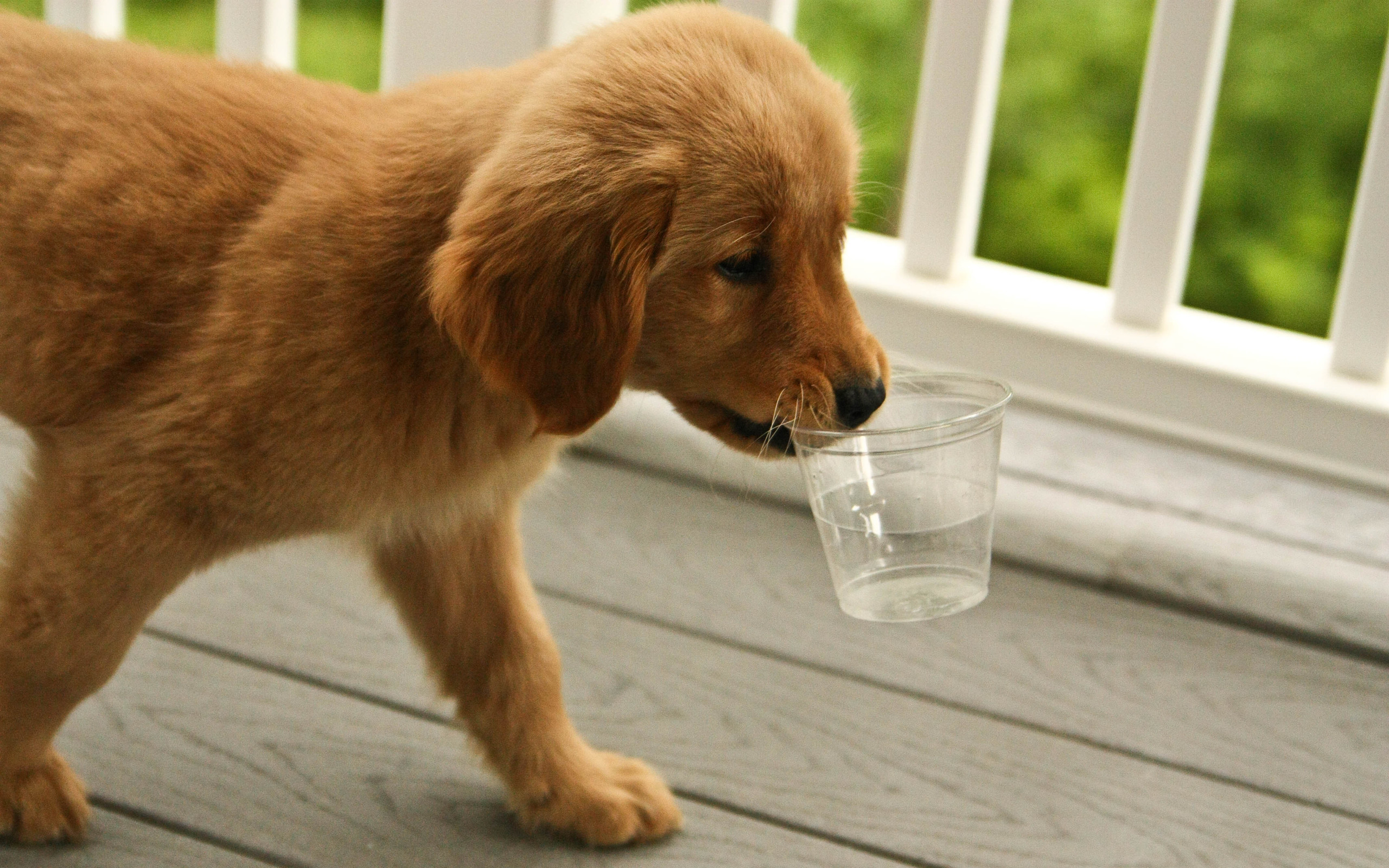 Что делать если собака не пьет. Собака со стаканом воды. Животные пьют воду. Собачка пьет. Собака пьет воду.