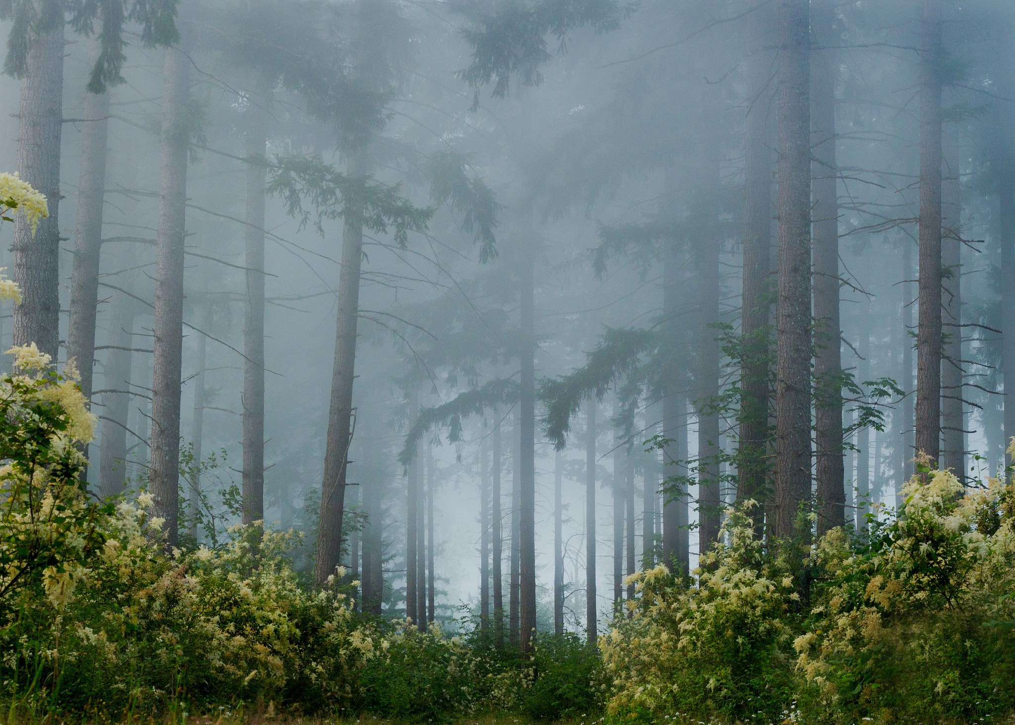 Forest break. Фогги Форест. Туманный лес. Туманный пейзаж. Деревья в тумане.