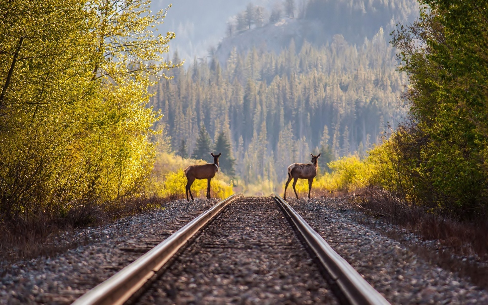 Ты уедешь к северным оленям. Пейзаж с железной дорогой. Железная дорога в лесу. Пейзаж с поездом. Красивый пейзаж с железной дорогой.