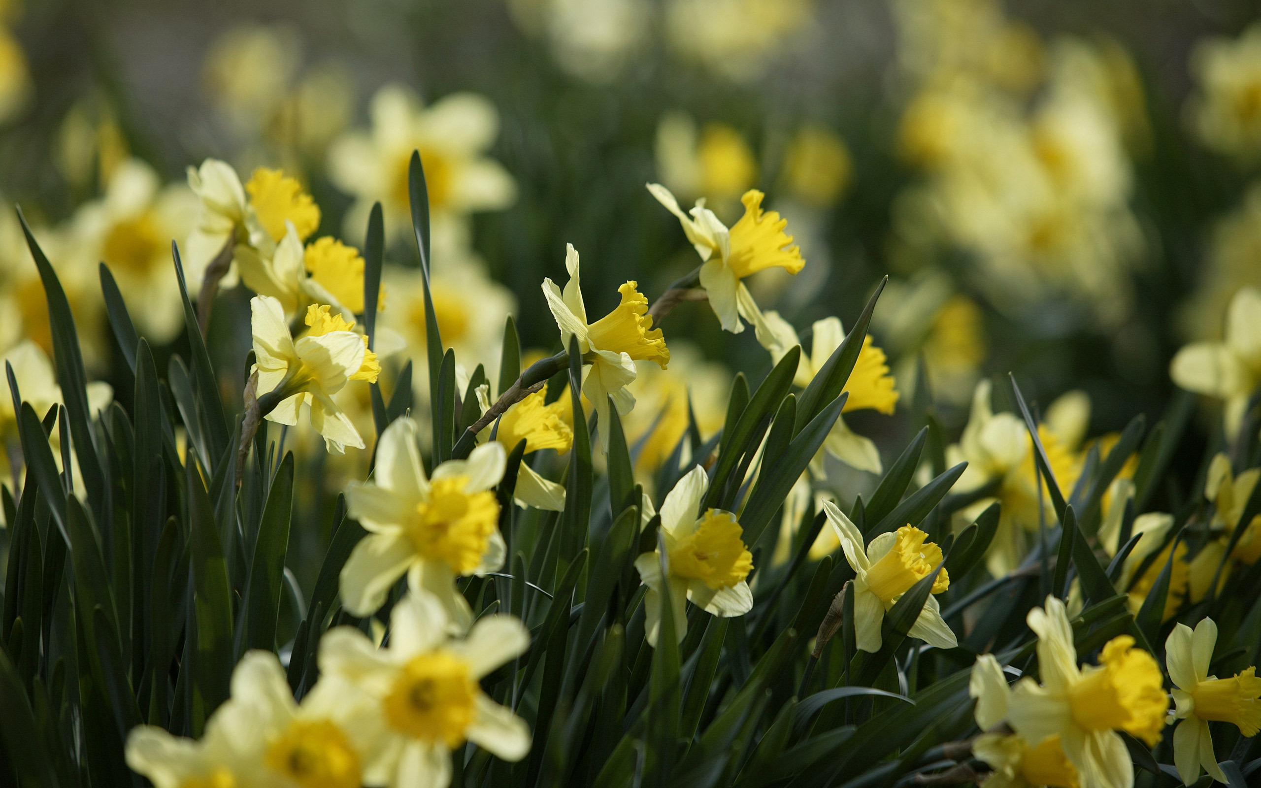 Желтые цветы ранней весной фото. Нарцисс спринг Сан. Нарцисс цветок. Нарцисс Донау парк. Желтый Нарцисс.