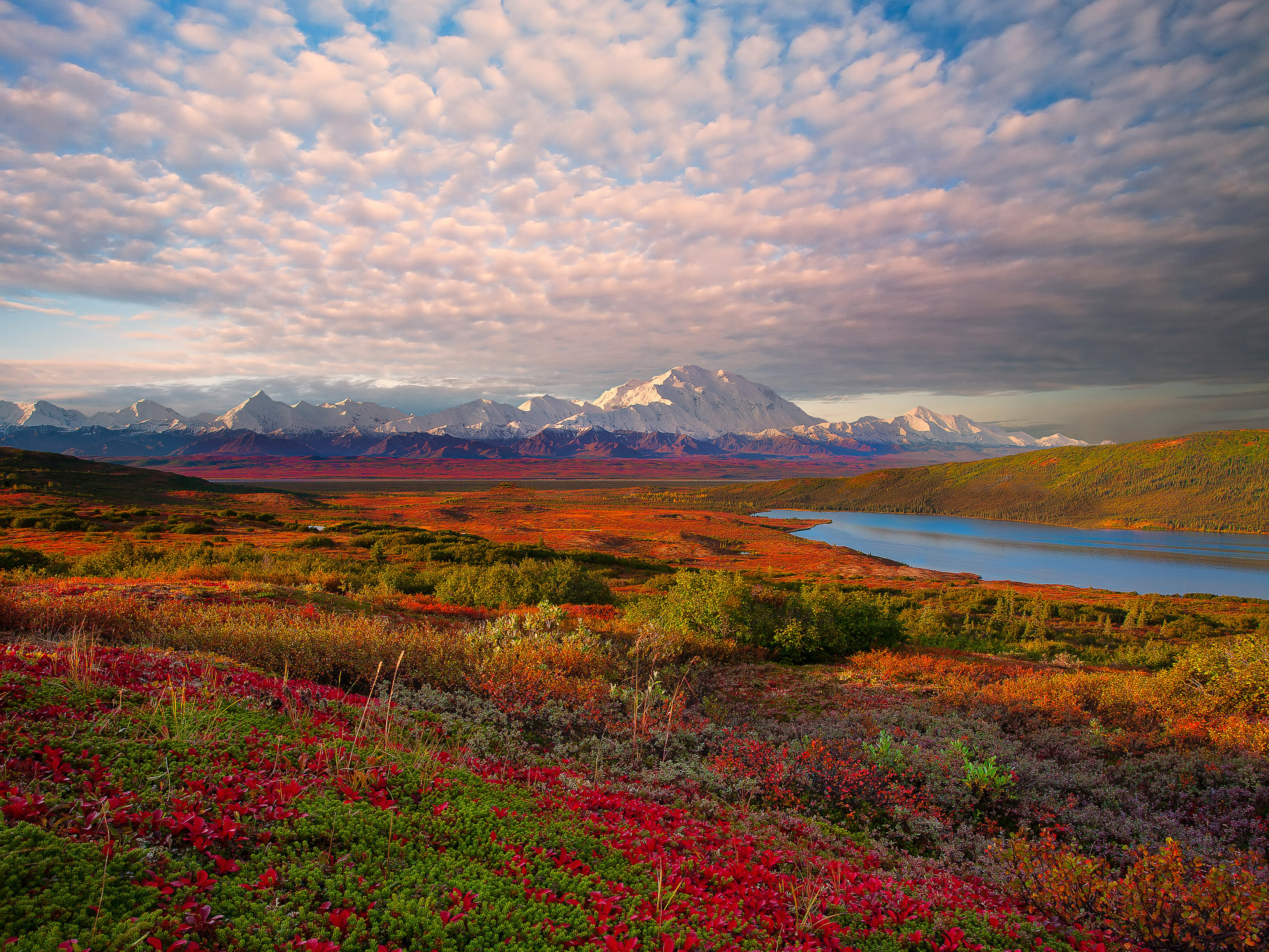 Природные зоны страны канада. Национальный парк Денали Аляска. Арктическая тундра. Осенняя тундра, национальный парк Денали, Аляска. Лесотундра Чукотка.